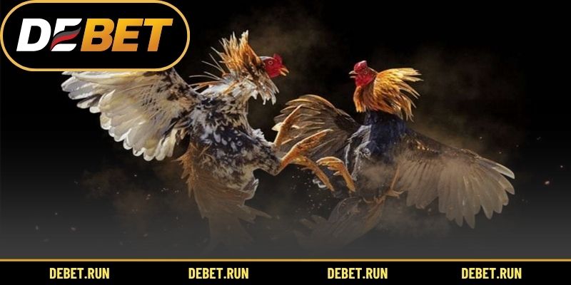 Bí quyết đá gà cựa sắt hiệu quả