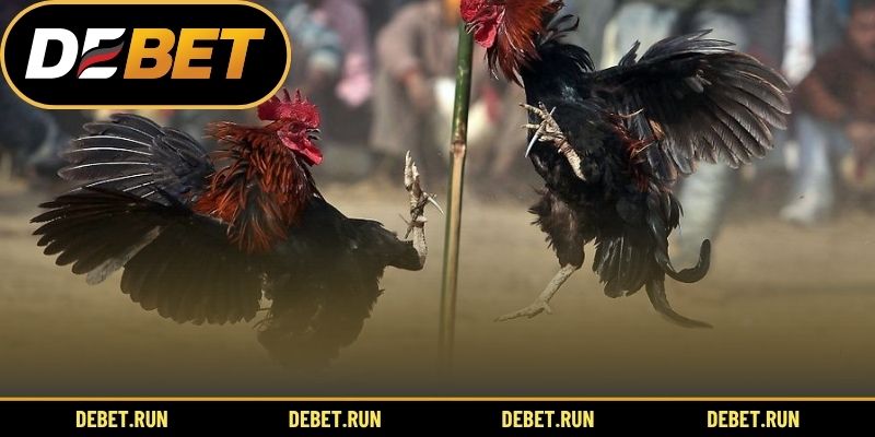 Khái quát hình thức đá gà DEBET online