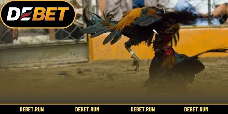 Kinh nghiệm chơi chọi gà cho tân thủ