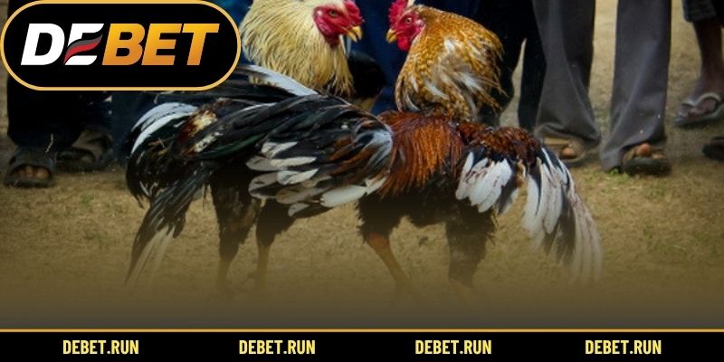 Mẹo đá gà cựa sắt và tổng quan gà cựa sắt