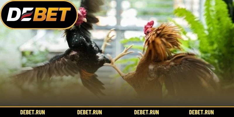 Nhân tố quyết định chất lượng gà đòn