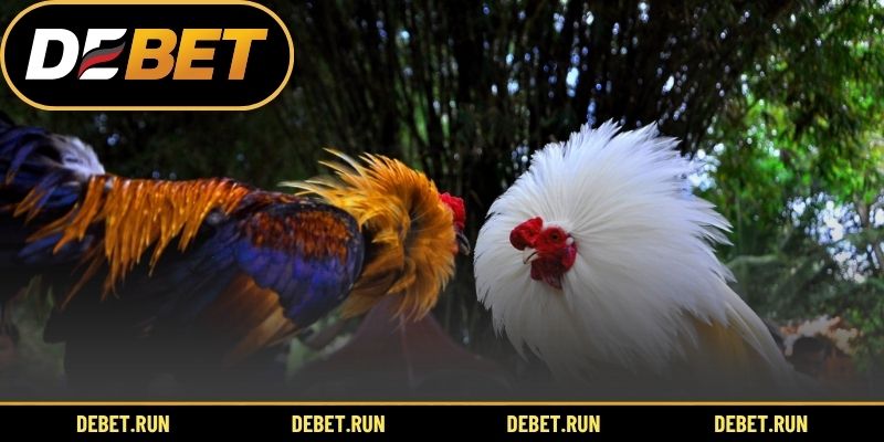 Quy tắc và cách tổ chức gà đòn