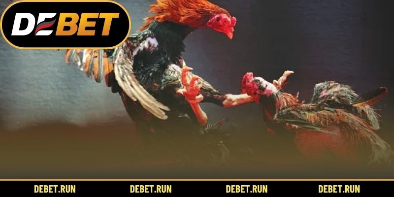 Tìm hiểu về gà đòn truyền thống Việt