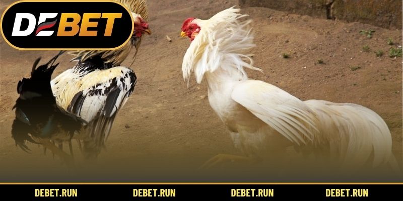 Ưu điểm vượt trội của đá gà DEBET