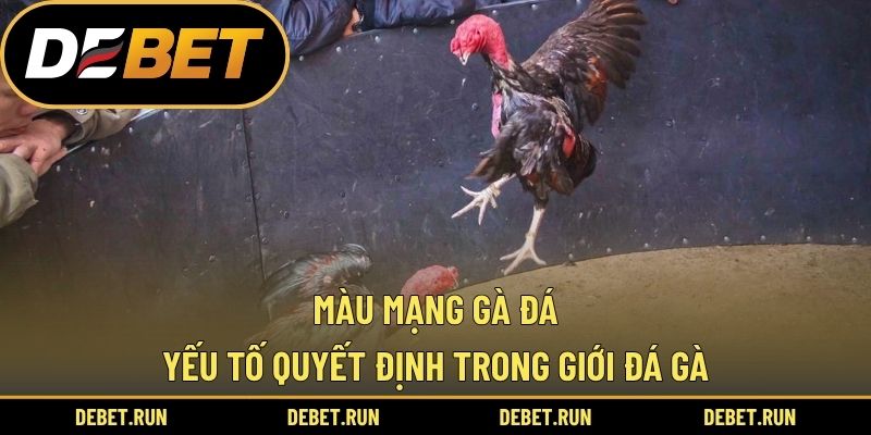 Màu Mạng Gà Đá – Yếu Tố Quyết Định Trong Giới Đá Gà